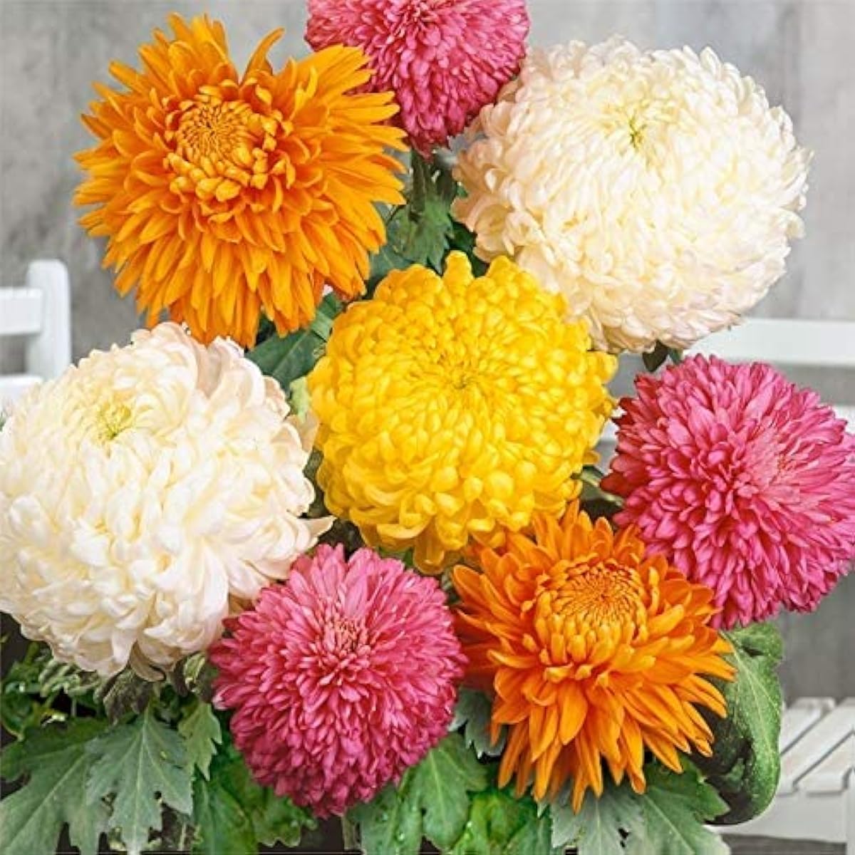 Chrysanthemum Flower Seeds – Up to 50%