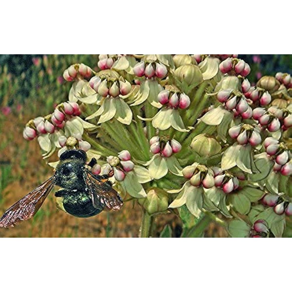 Asclepias eriocarpa Seeds up to 50%
