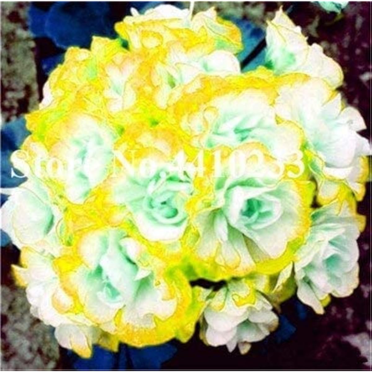 Yellow Geranium Flower Seeds up to 50%