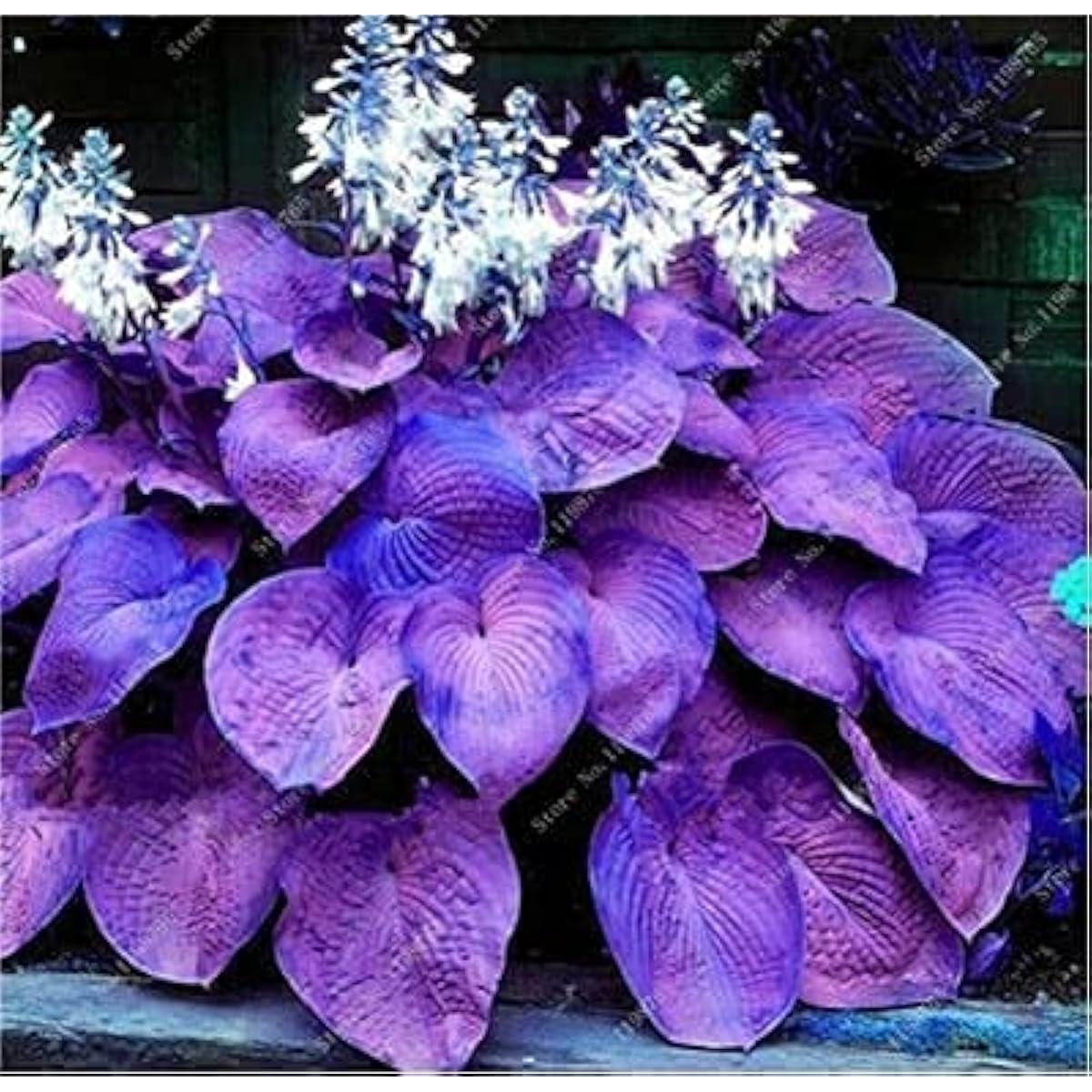 Mixed Hosta Perennial Lily Seeds – White Lace – up to 50%