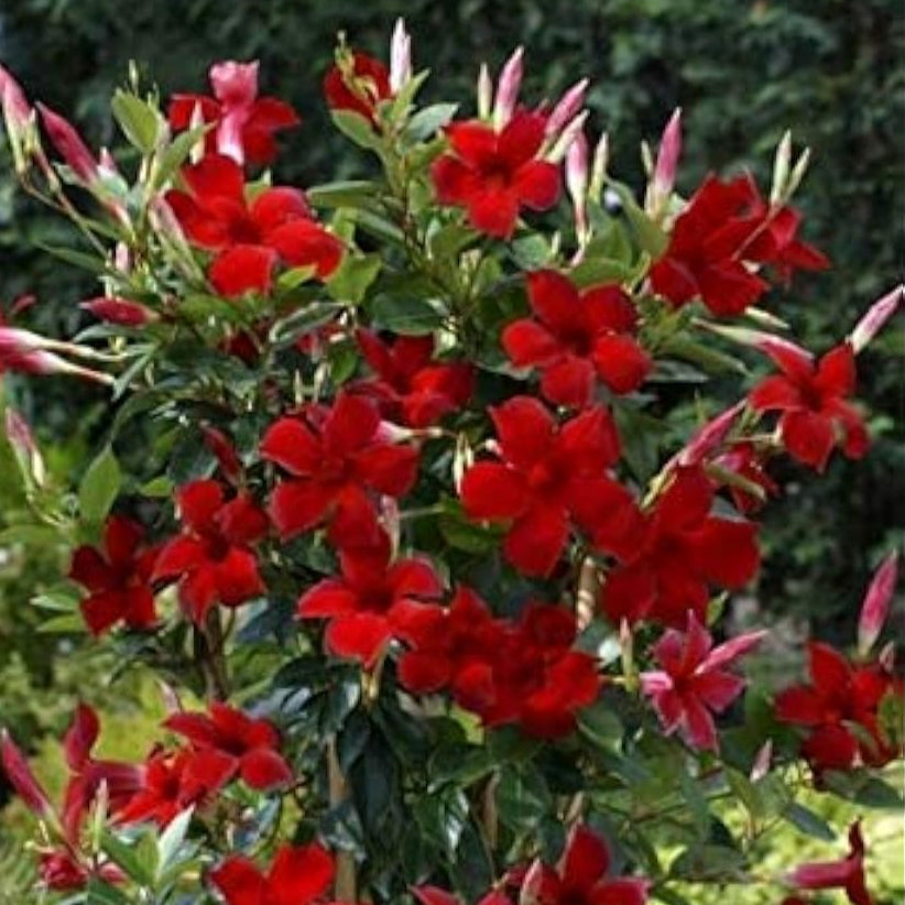 Dipladenia Sanderi Climbing Seeds up to 50%