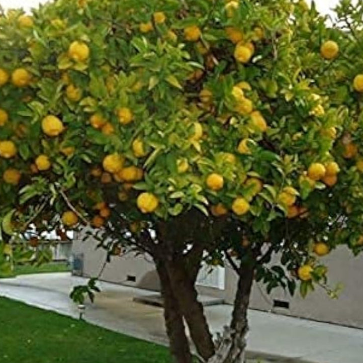 Ponderosa Lemon Tree Seeds up to 50%