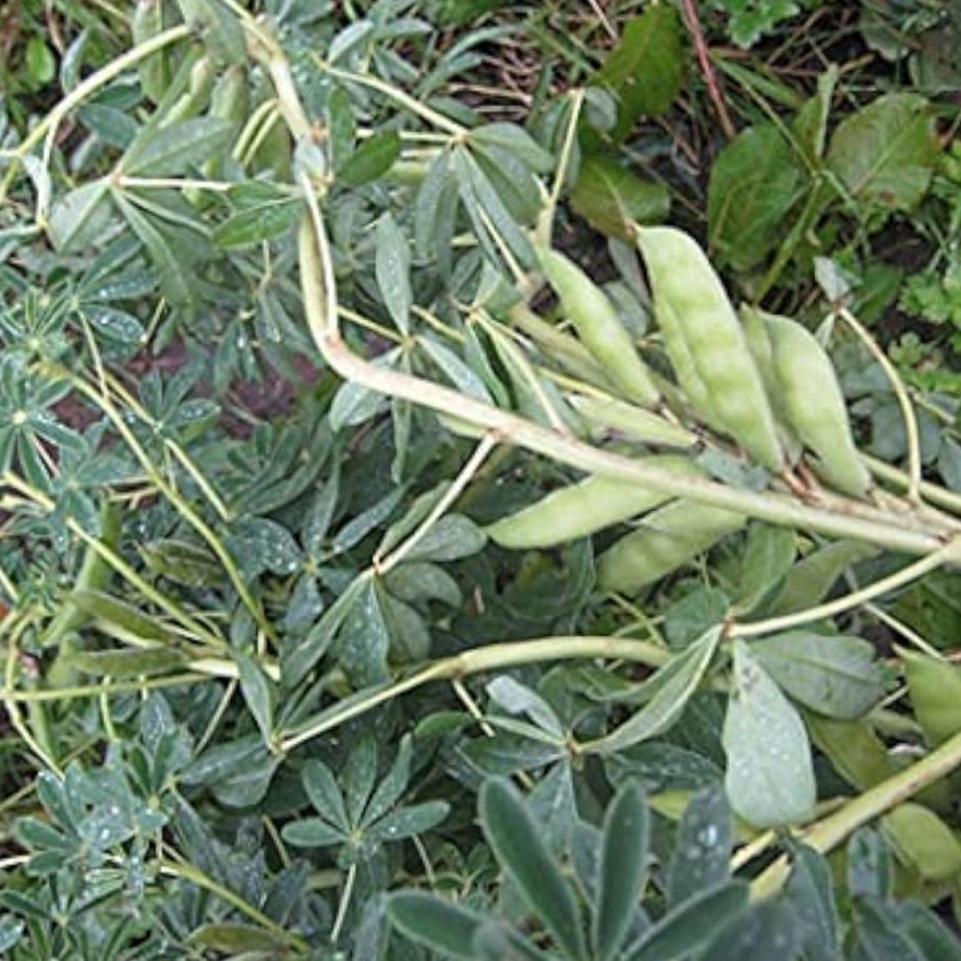 Lupini Bean Plant Seeds prime day up to 50%