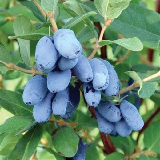 Blue Haskap Berry Seeds