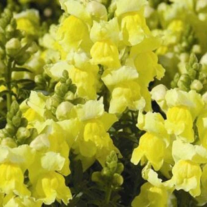 Snapdragon Dwarf Yellow Seeds ¨C Vibrant Outdoor Garden Flowers ¨C up to 50%