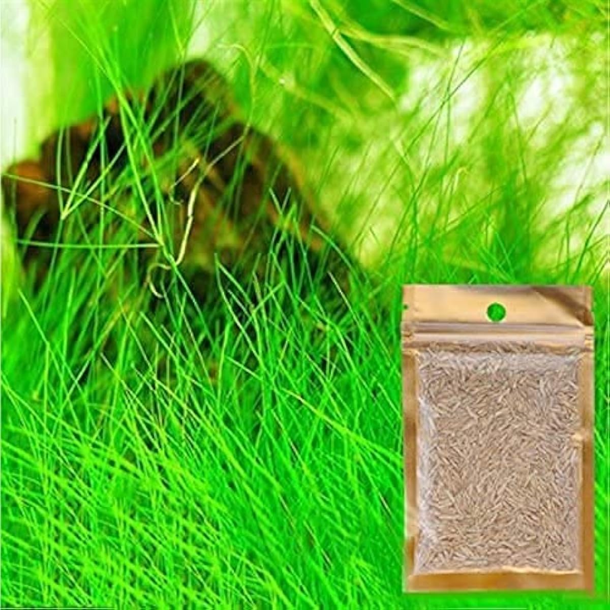 Aquarium Grass Plant Seeds Up to 50% Off