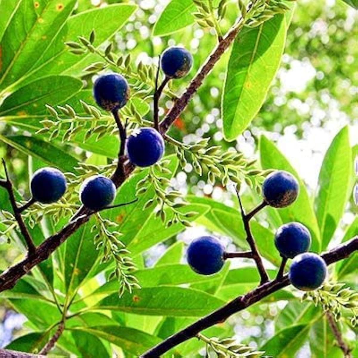 Rudraksha Tree Seeds Up to 50% Off