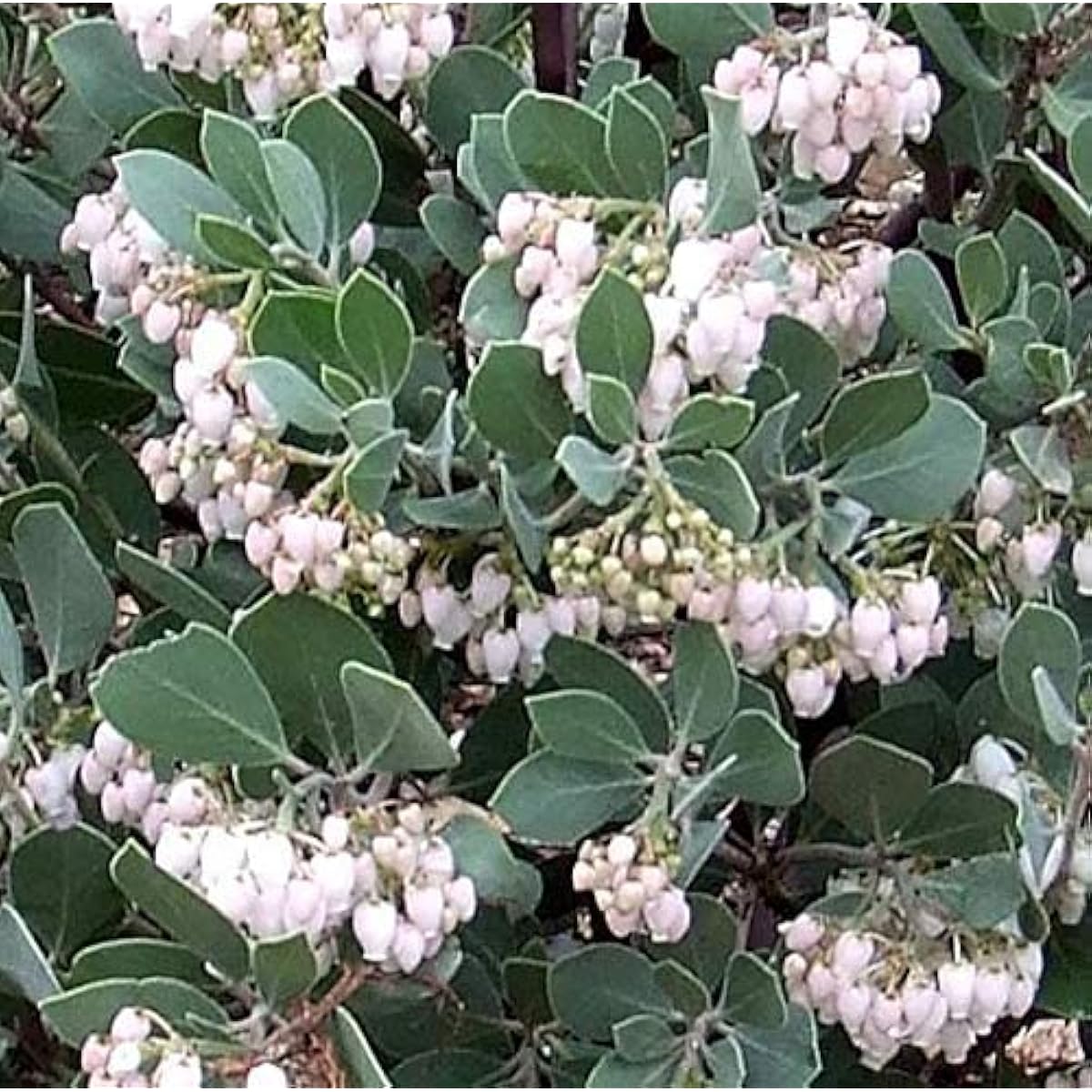 Whiteleaf Manzanita Seeds Up to 50% Off
