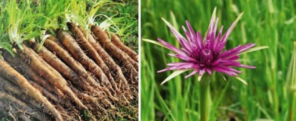 Salsify Oat Root Seeds up to 50%