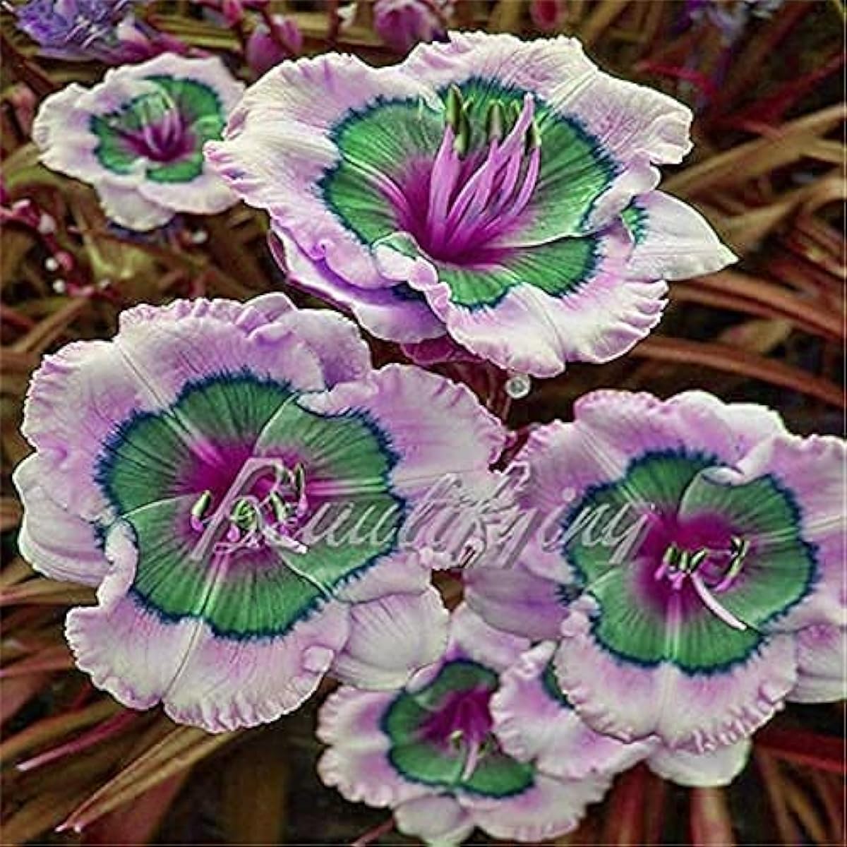 Hybrid Bright Daylily (Hemerocallis)  Seeds