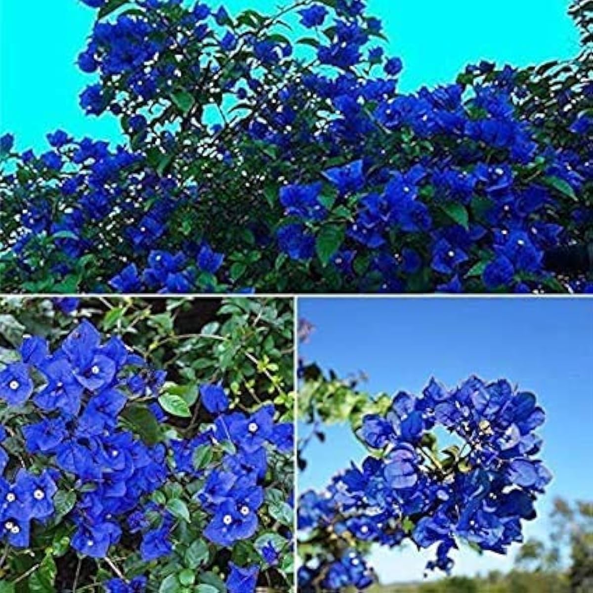 Blue Bougainvillea Seeds up to 50%