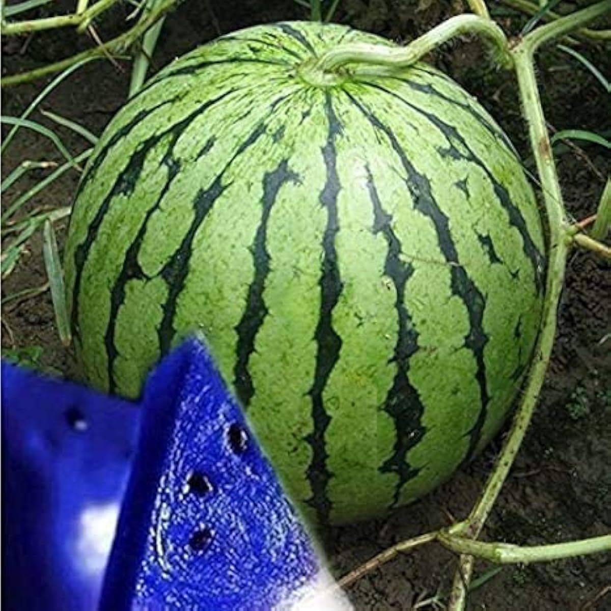 Blue Watermelon Fruit Seeds Up to 50% Off