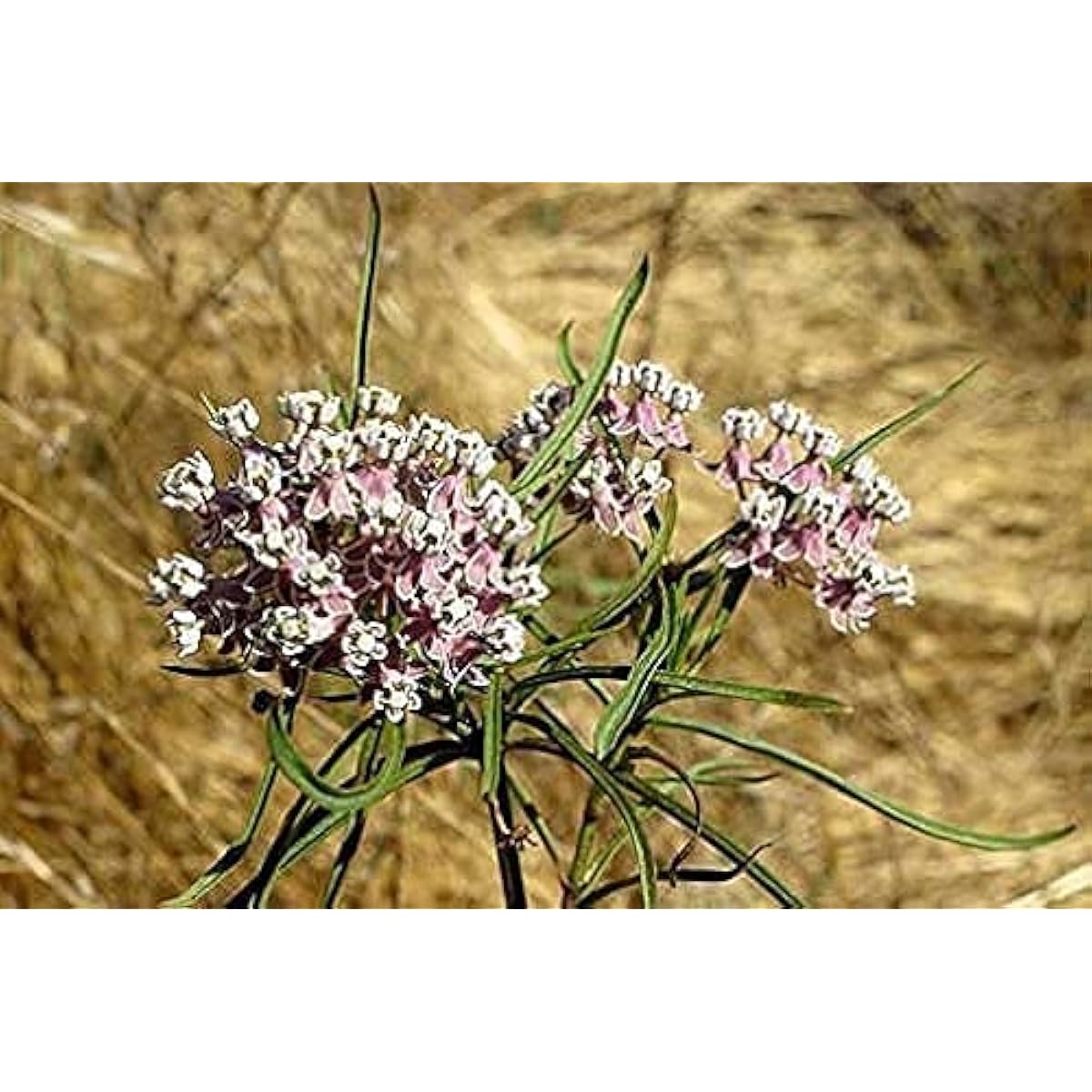 Asclepias fascicularis – Narrow Leaf Milkweed Seeds for Pollinator-Friendly Gardens up to 50%
