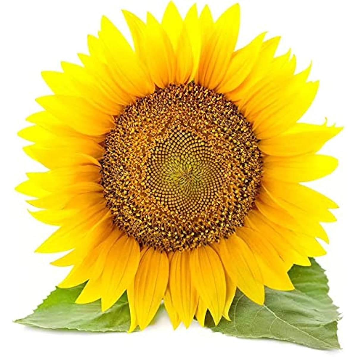 Sunflower Seeds for Planting – Organic Heirloom Giant Variety– Up to 50%
