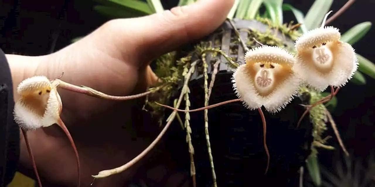 Monkey Face Orchid Seeds up to 50%