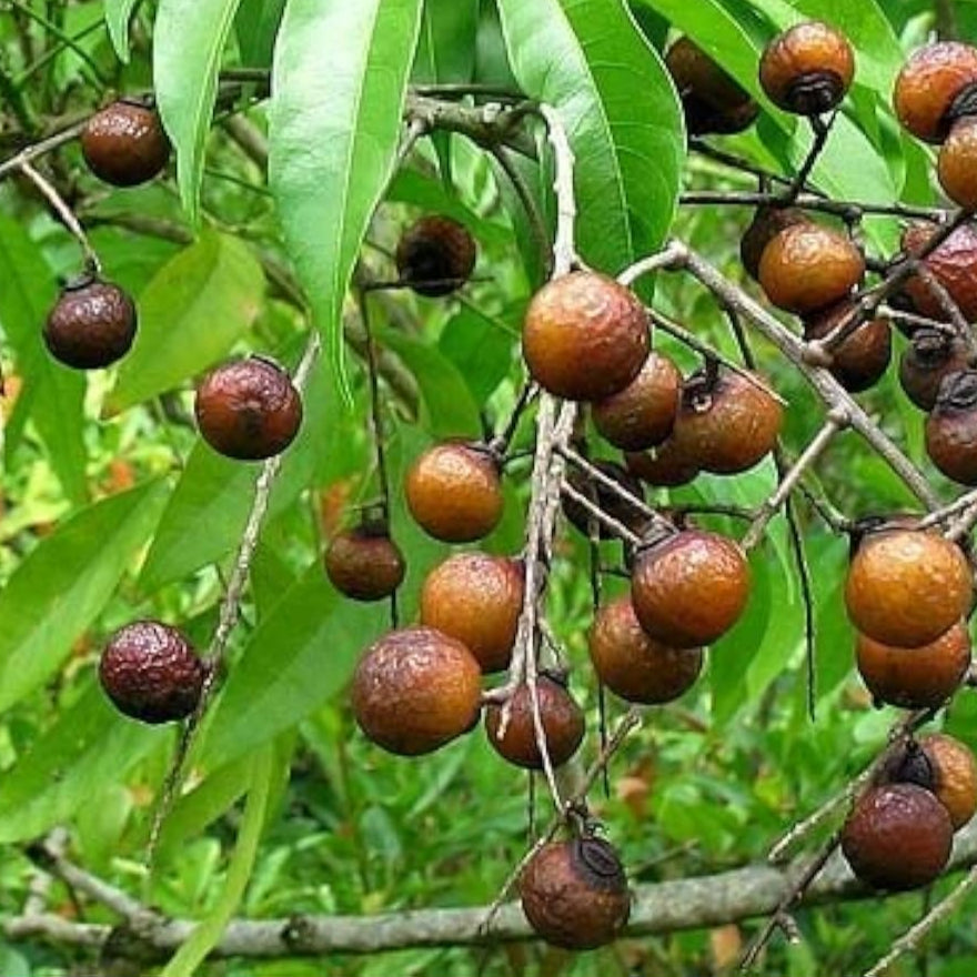 Sapindus Mukorossi Tree Seeds up to 50%