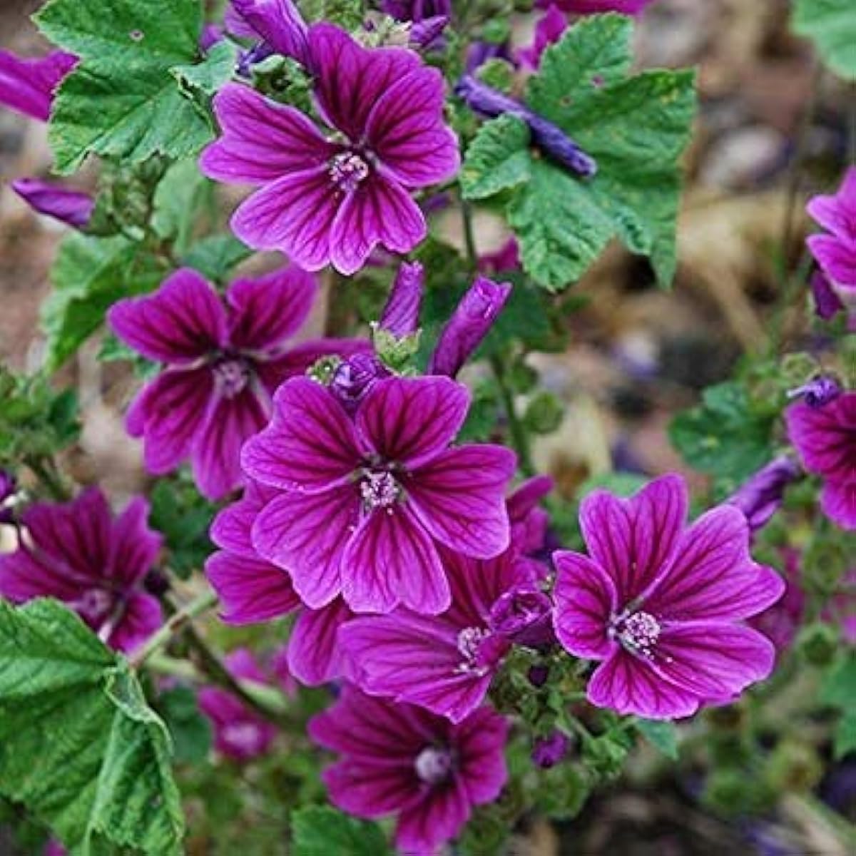 Malva sinensis Cavan Seeds up to 50% MAL01