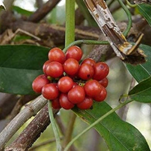 Ya Nang Seeds