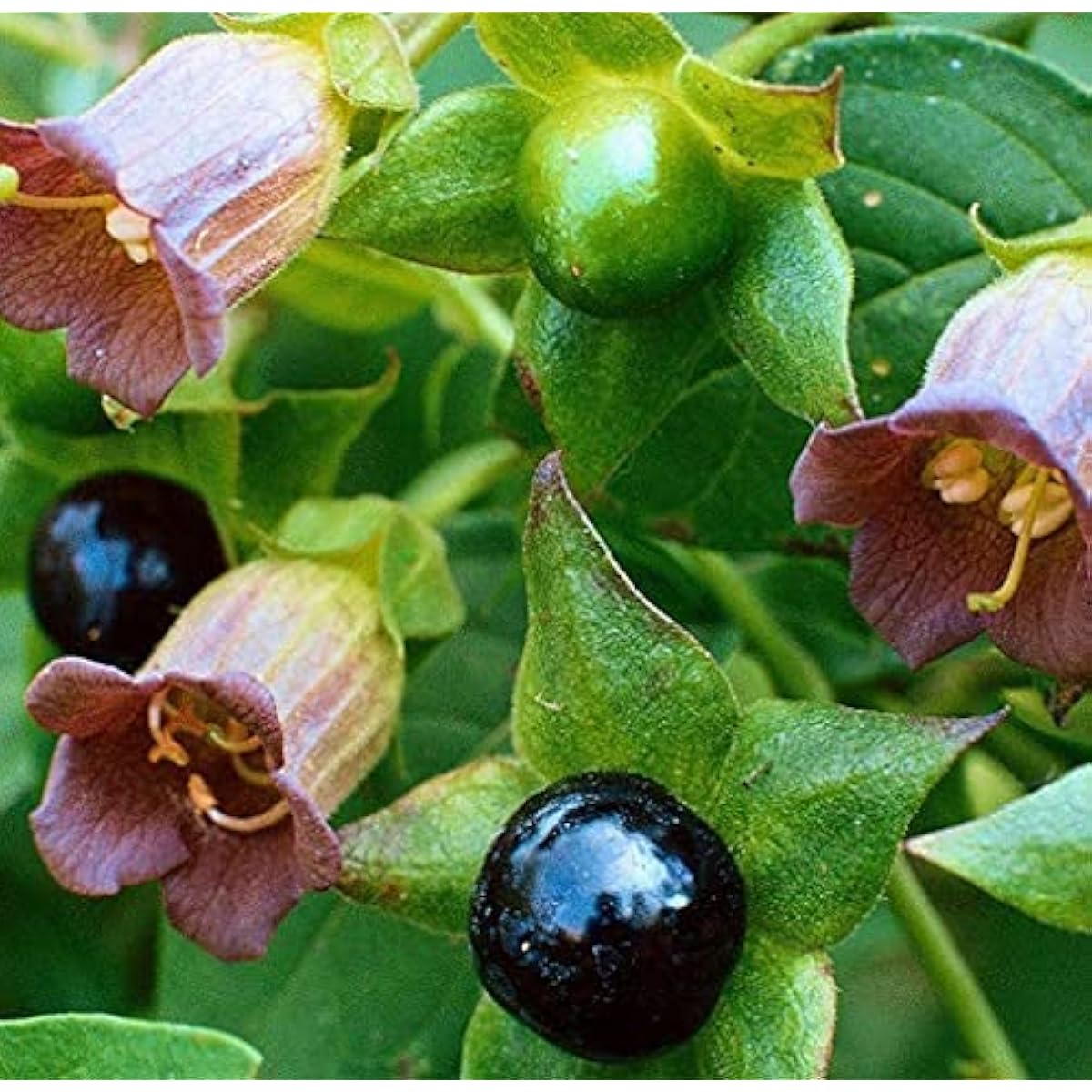 Belladonna Seeds ¨C up to 50%
