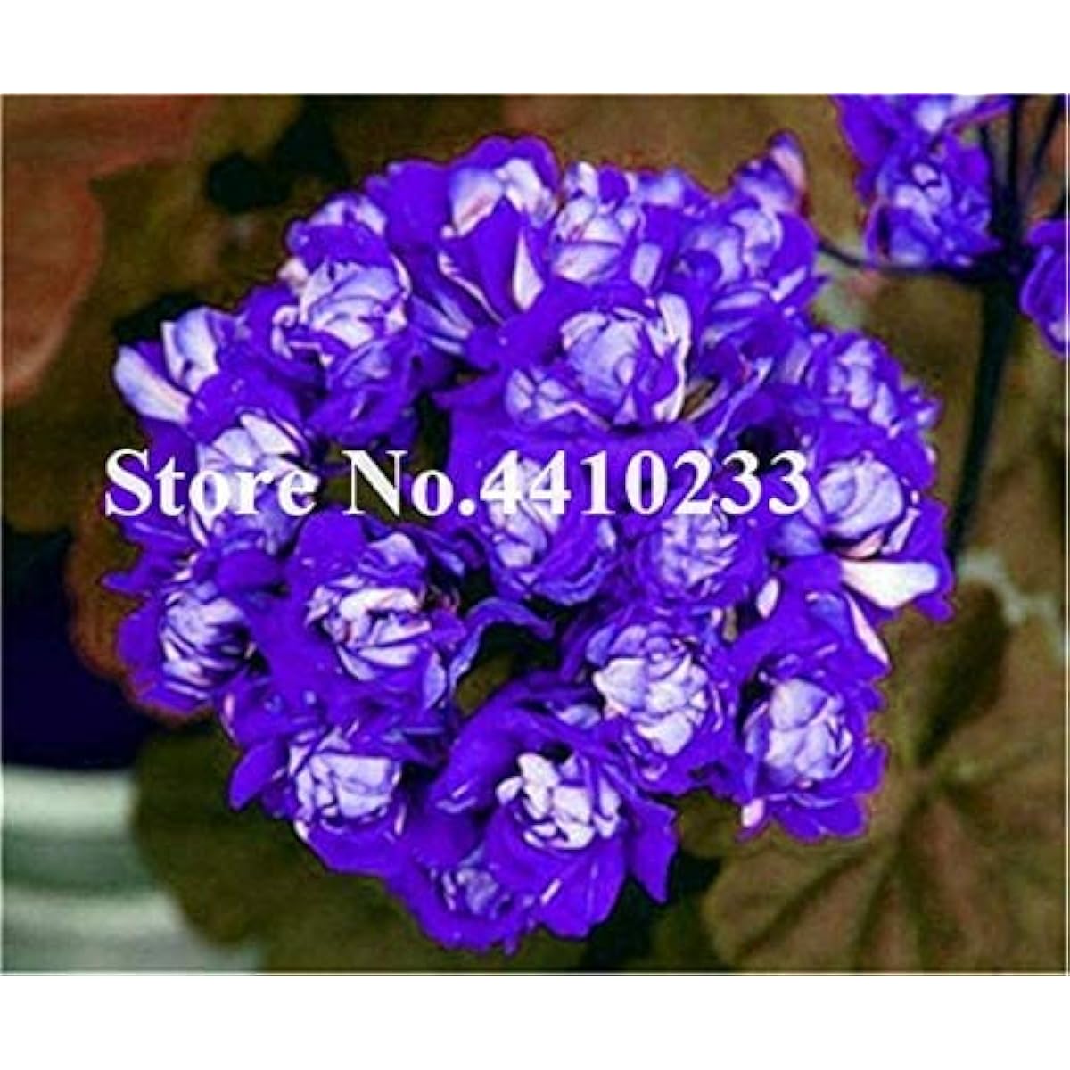 Yellow Geranium Flower Seeds up to 50%