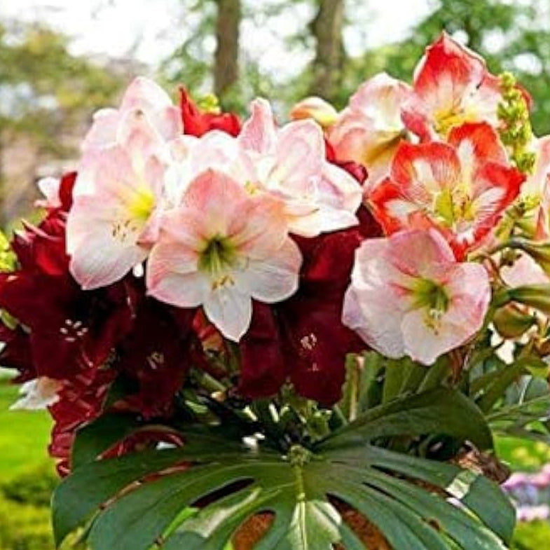 Amaryllis Flower Seeds Up to 50% Off