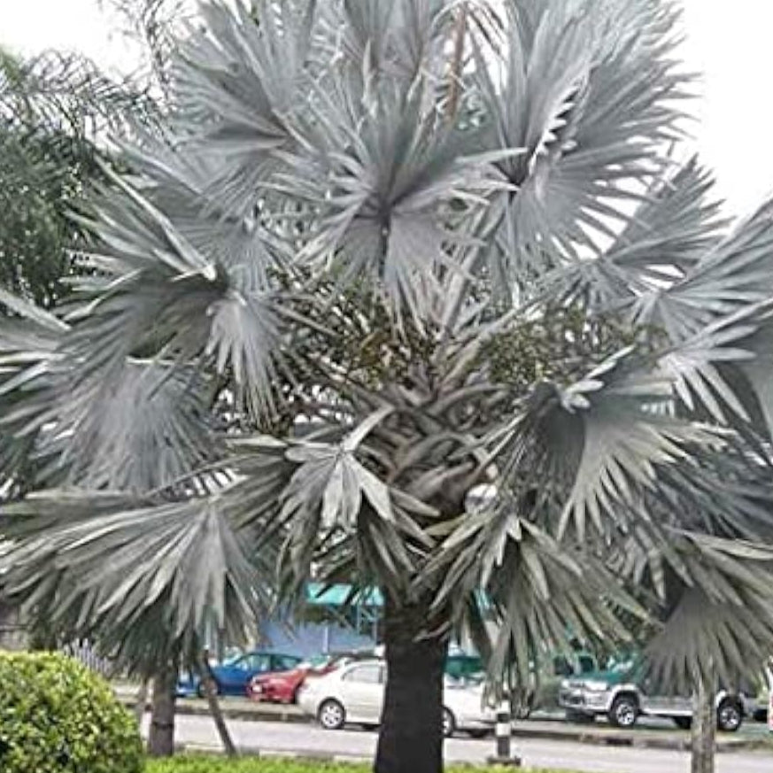 Bismarck Palm Tree Seeds Up to 50% Off