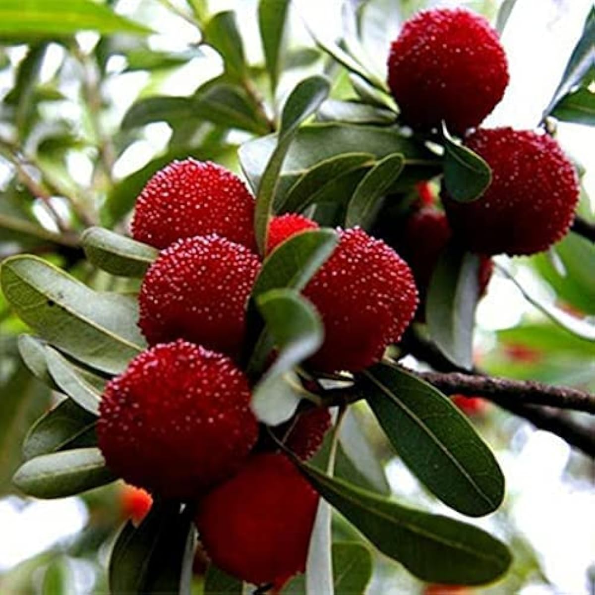 Myrica Rubra Fruit Seeds prime day up to 50%