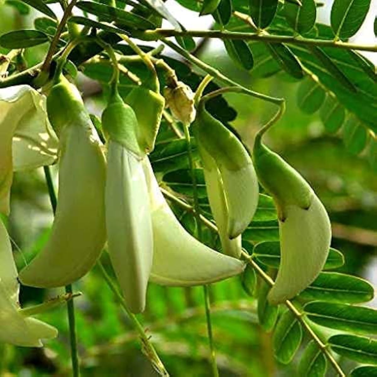 Sesbania Grandiflora Tree Seeds Up to 50% Off
