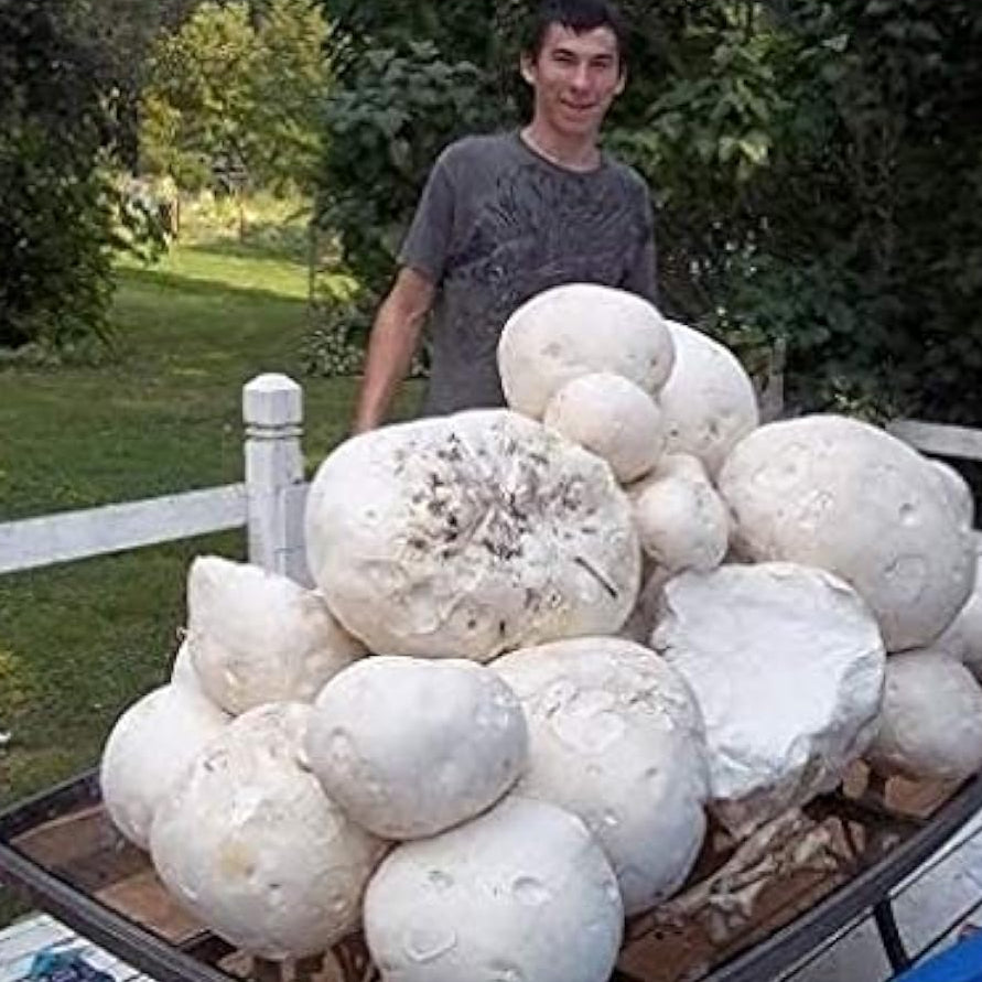 Giant Puffball Mushroom Spores Up to 50% Off