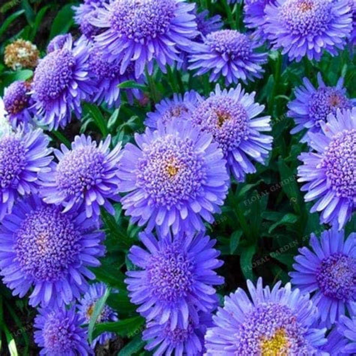 Blue Chrysanthemum Seeds up to 50%