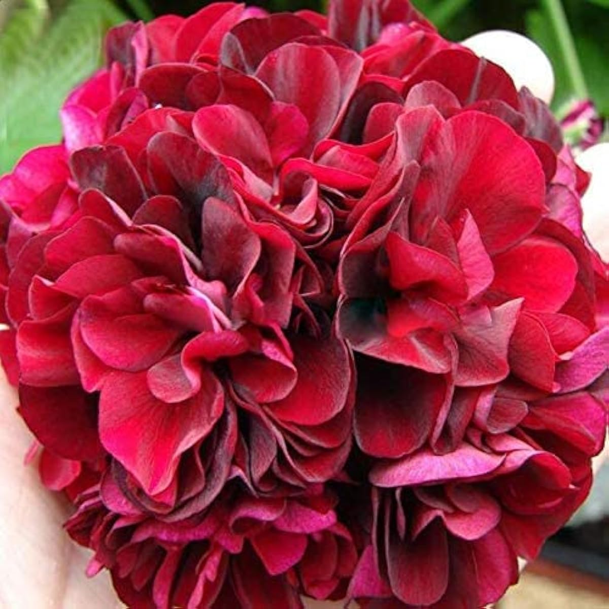 Mixed Color Geranium Seeds up to 50%
