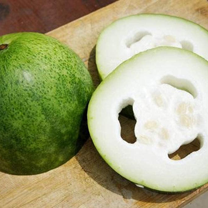 Winter Melon (Wax Gourd) Seeds – Heirloom Vegetable – Up to 50%