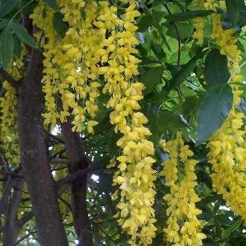 Yellow Laburnum Tree Seeds Up to 50% Off