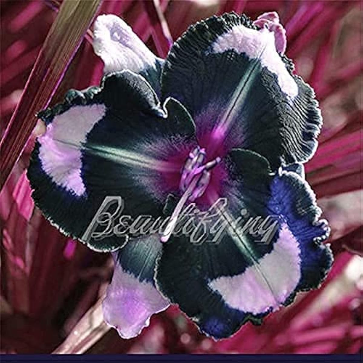 Hybrid Bright Daylily (Hemerocallis)  Seeds