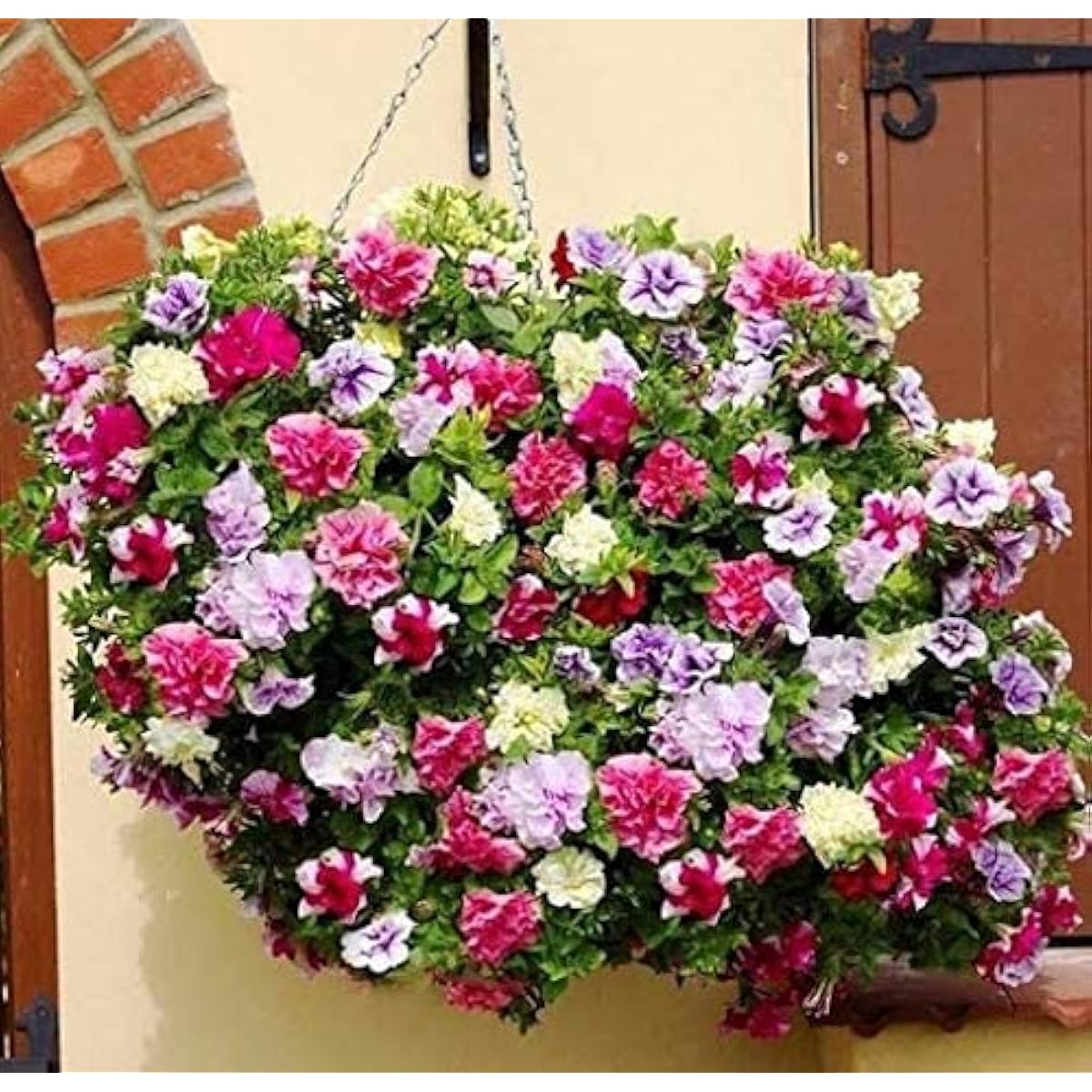 Hanging Petunia Mixed Flower Seeds – Up to 50%