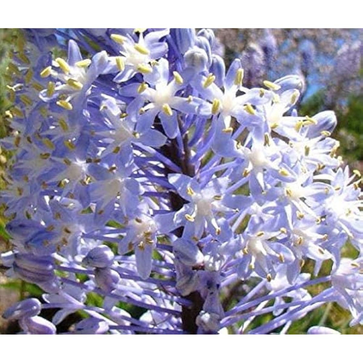 Merwilla Plumbea Seeds – prime day up to 50%