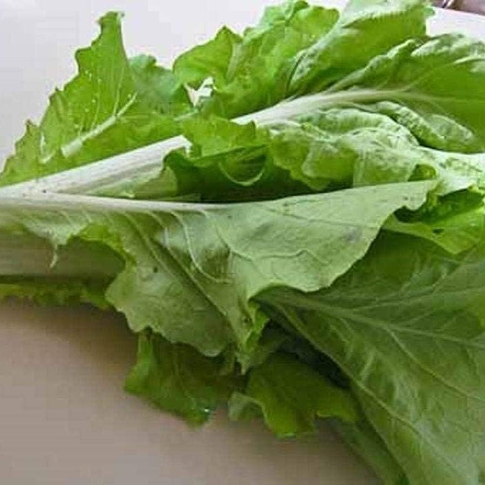 Frilly Leaf Pak Choi Fun Jen Seeds – Hybrid Asian Greens | up to 50%