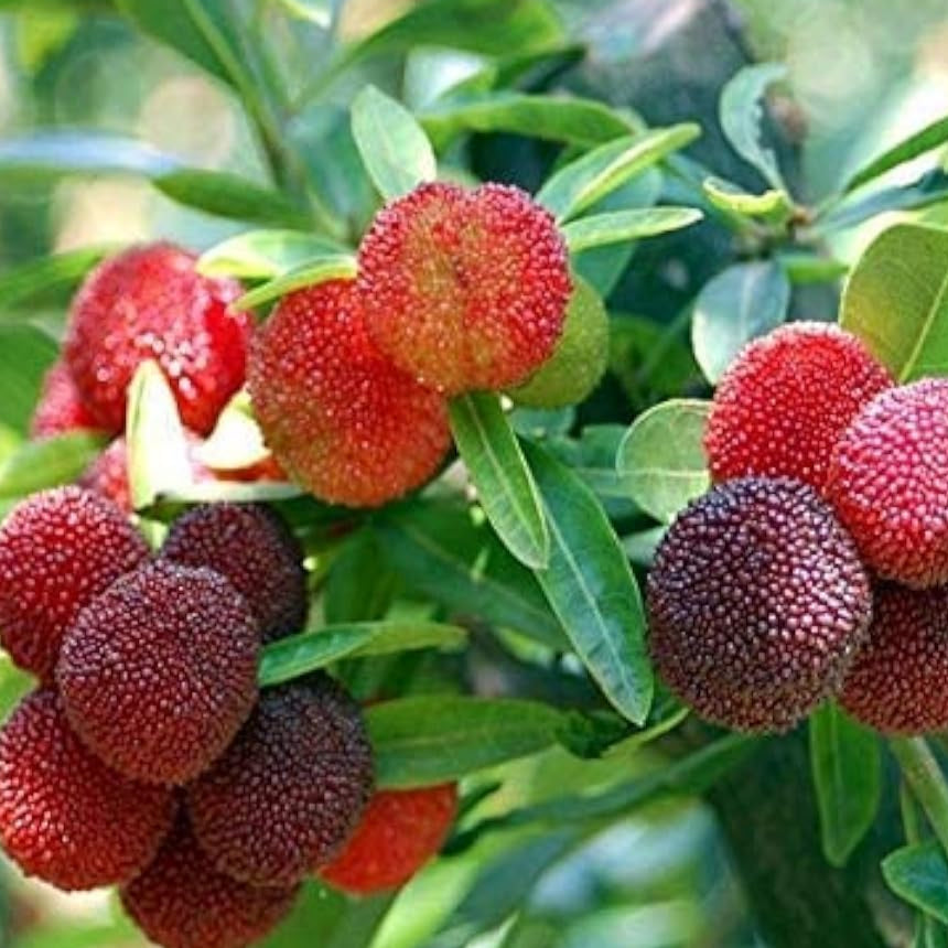 Sweet Red Bayberry Seeds Up to 50% Off