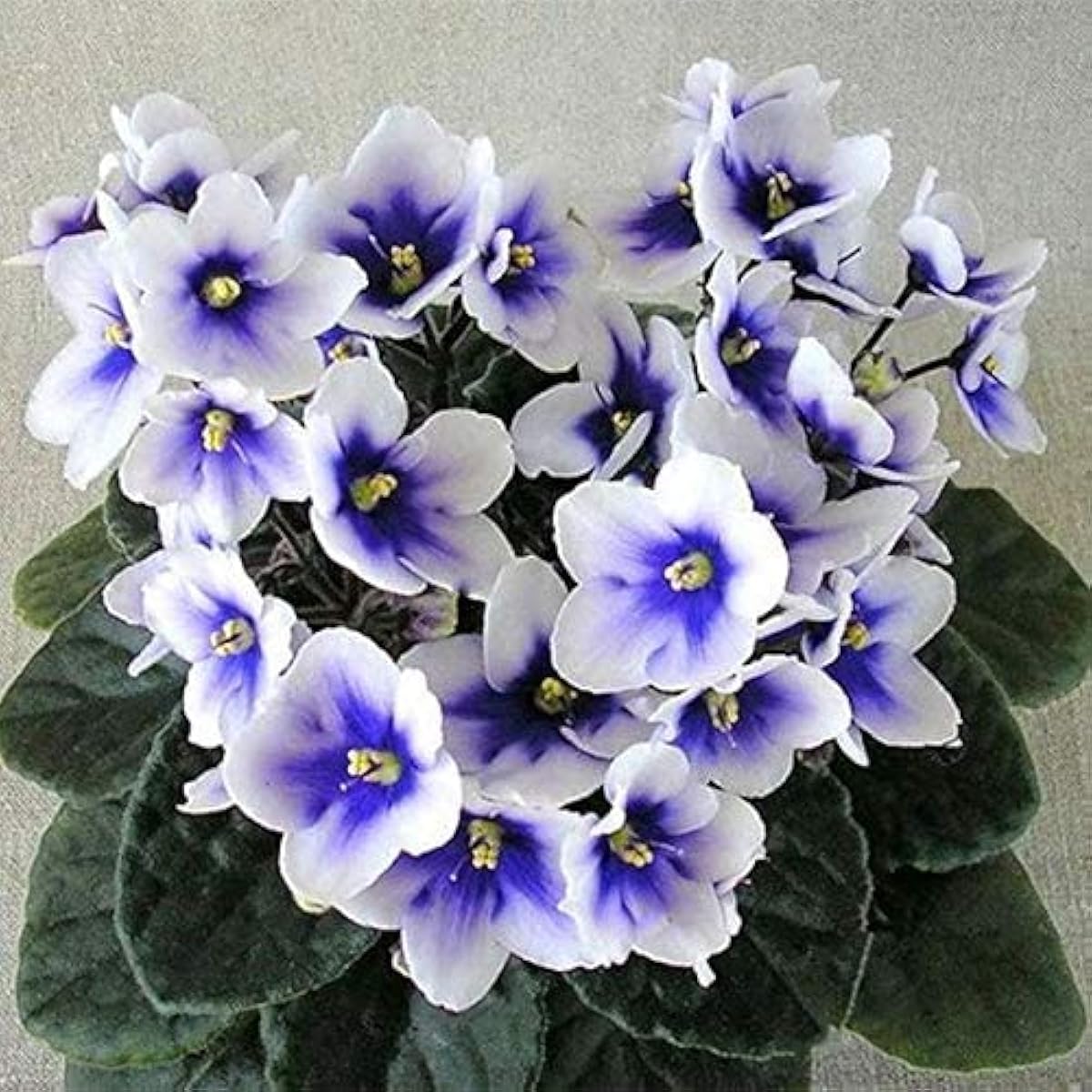 Mixed African Violet Seeds ¨C up to 50%