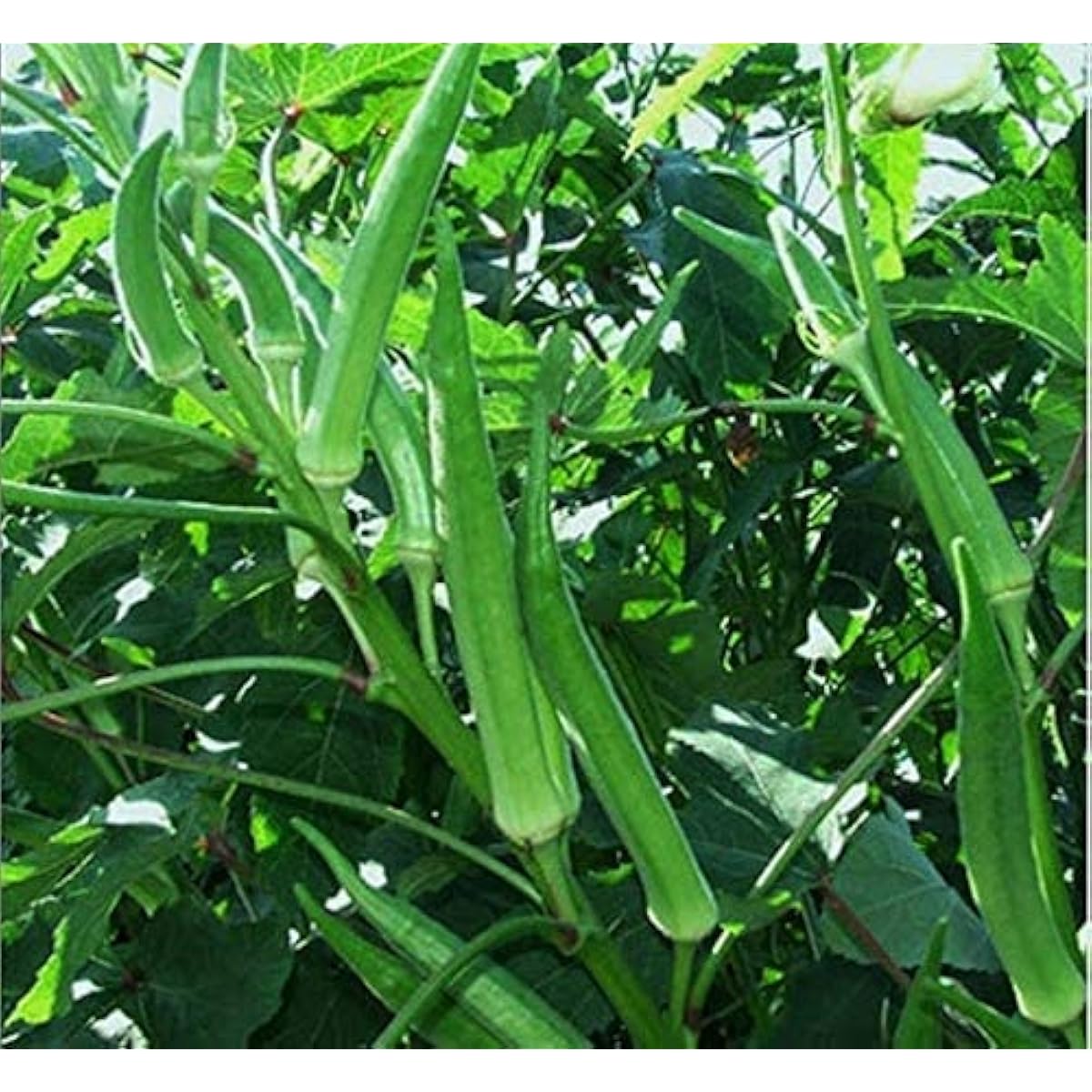 Jambalaya Okra Seeds Up to 50% Off