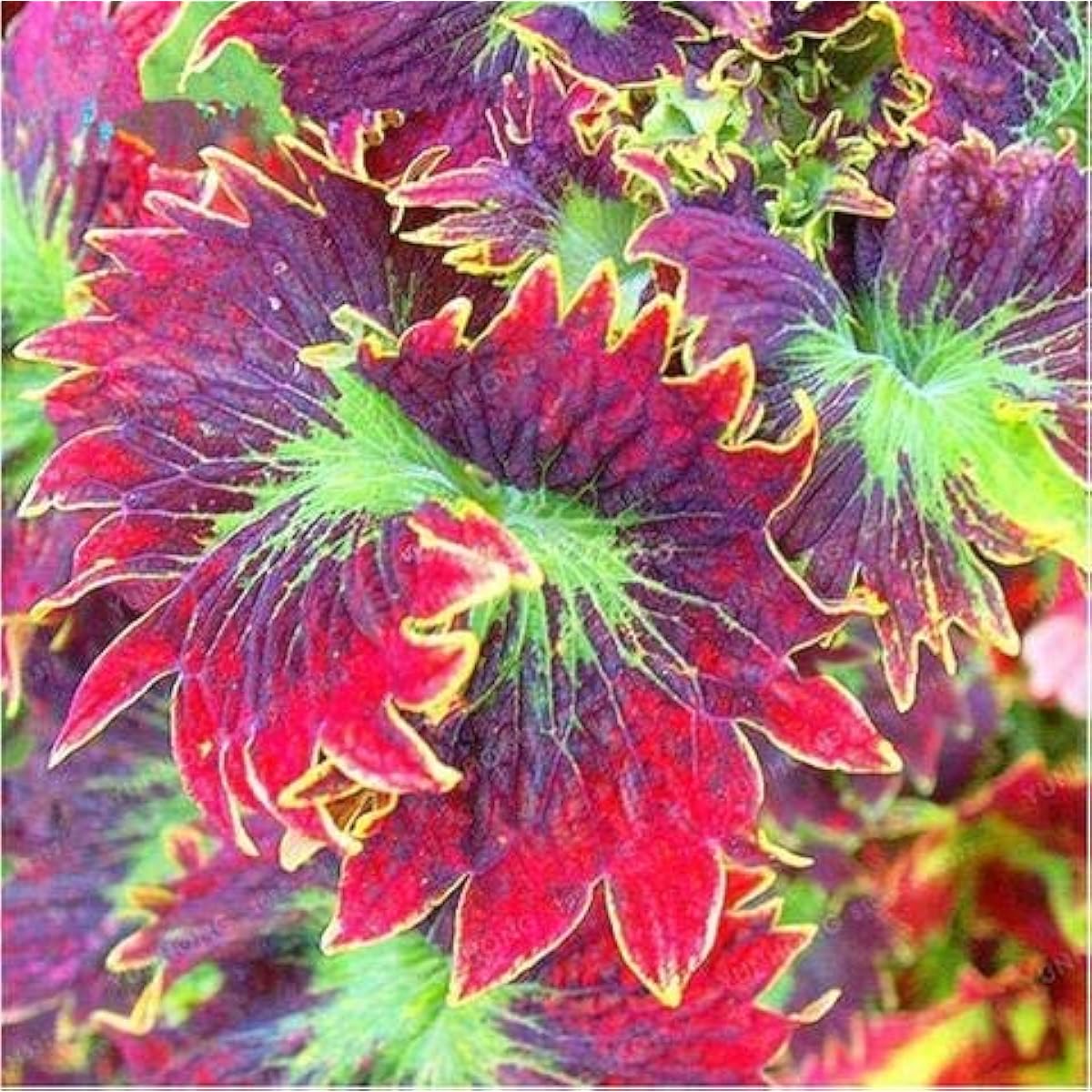 Coleus Flower Seeds Up to 50% Off