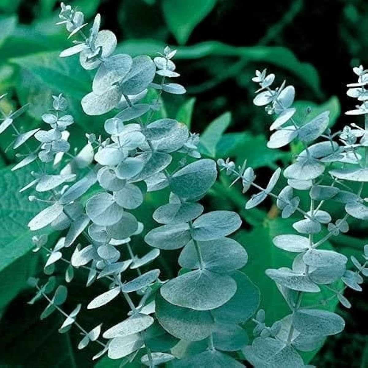 Eucalyptus cinerea (Silver Dollar) Seeds – Aromatic Perennial Tree – Up to 50%