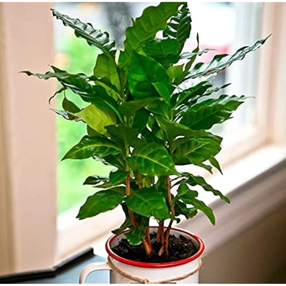 Arabian Coffee Tree Seeds up to 50%