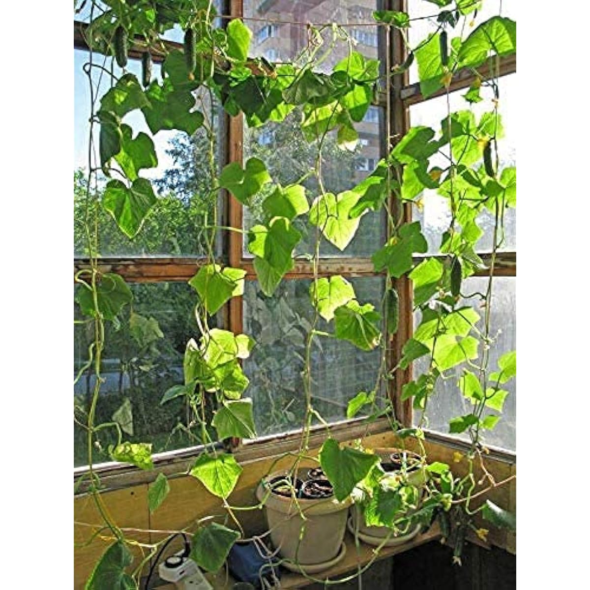Cucumber seeds up to 50%