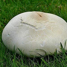 Giant Puffball Mushroom Spores
