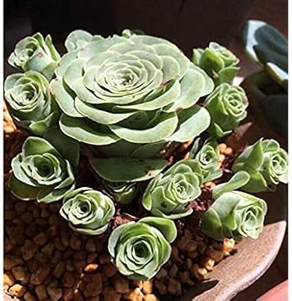 Mountain Rose Seeds – up to 50%