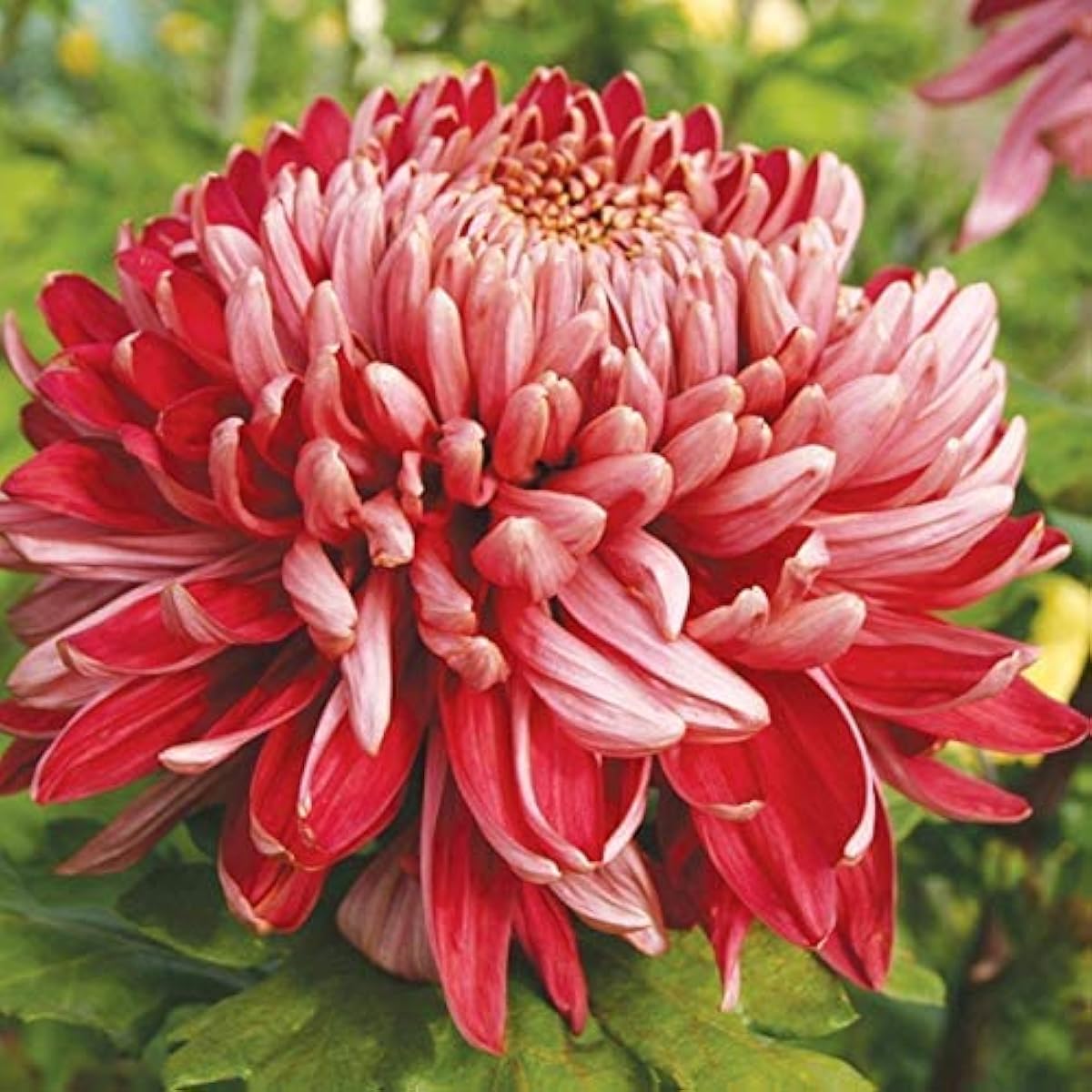 Chrysanthemum Flower Seeds ¨C up to 50%