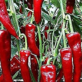 Turkish Hot Pepper Seeds Up to 50% Off