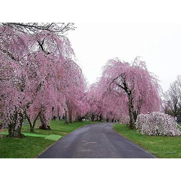 Pink Weeping Willow Seeds Up to 50% Off