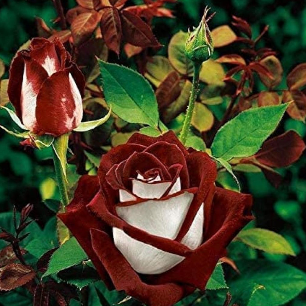Osiria Rose Flower Seeds up to 50%